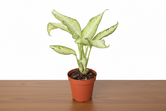 Potted plant with green leaves in a terracotta pot on a white background