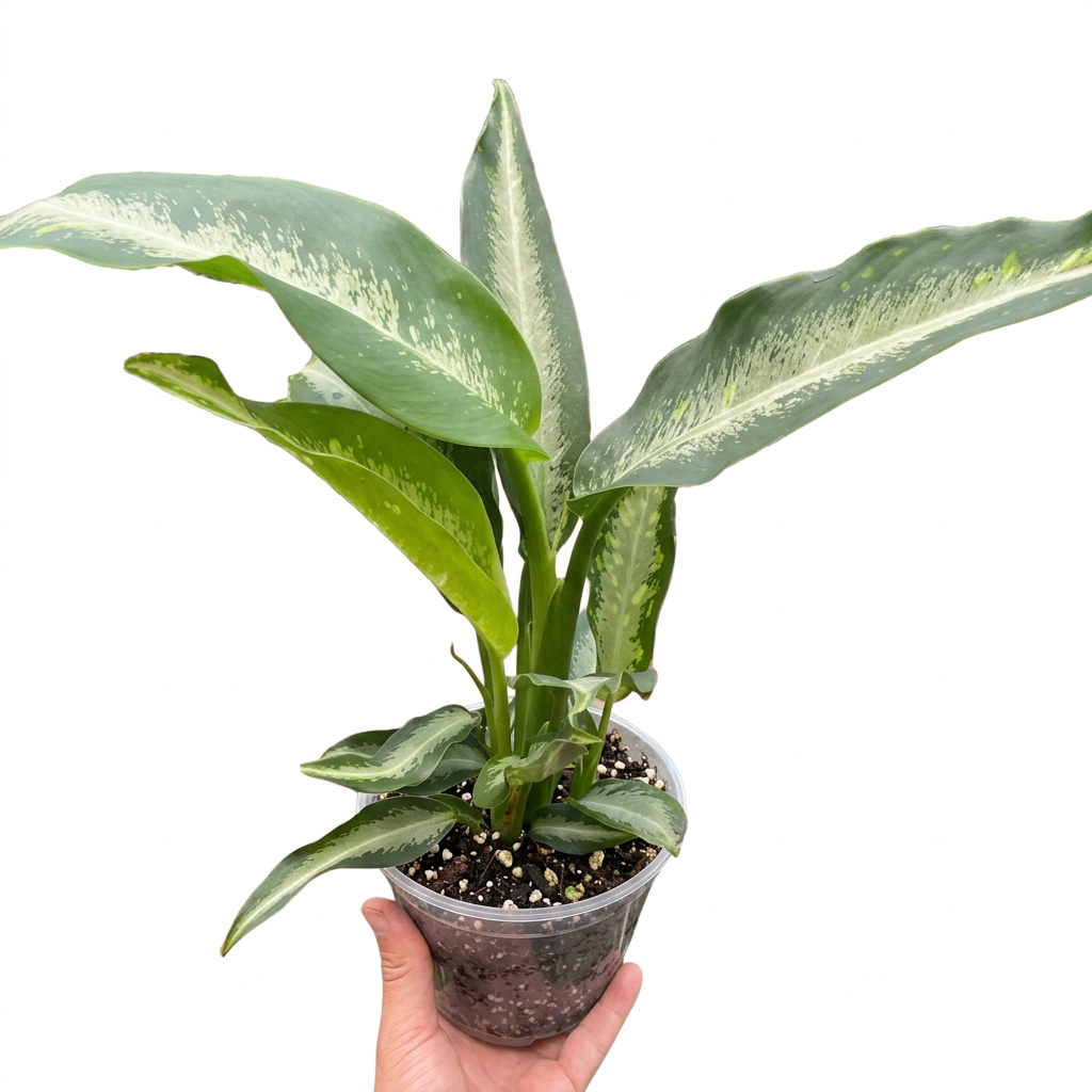 Hand holding a large dieffenbachia panther dumb cane plant with green with white center leaves in a clear pot against a solid white background.