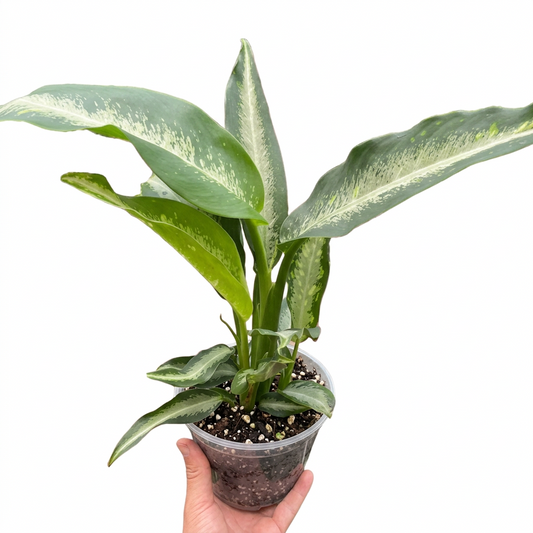 Hand holding a large dieffenbachia panther dumb cane plant with green with white center leaves in a clear pot against a solid white background.