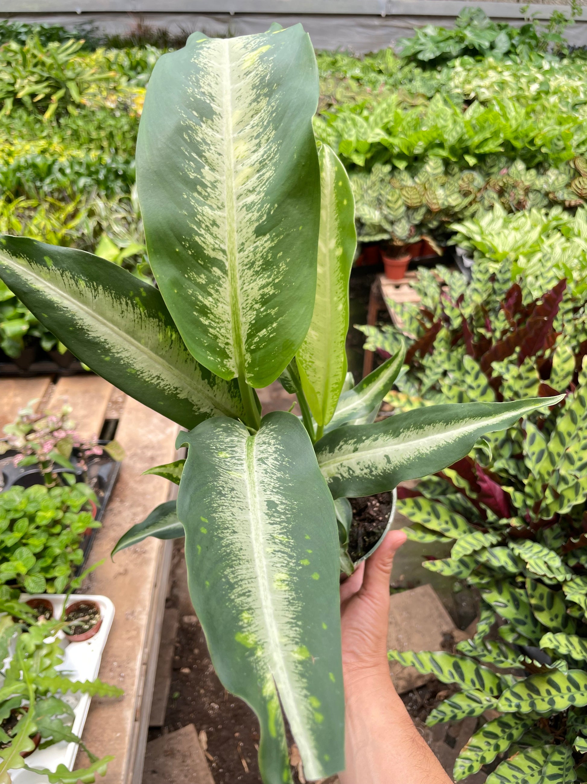 Person holding a potted plant with large green leaves in a garden setting