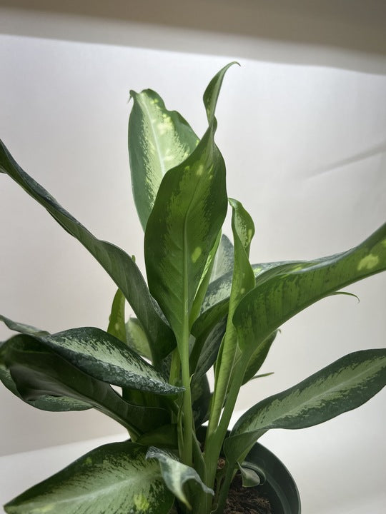Green potted plant with large leaves against a white background