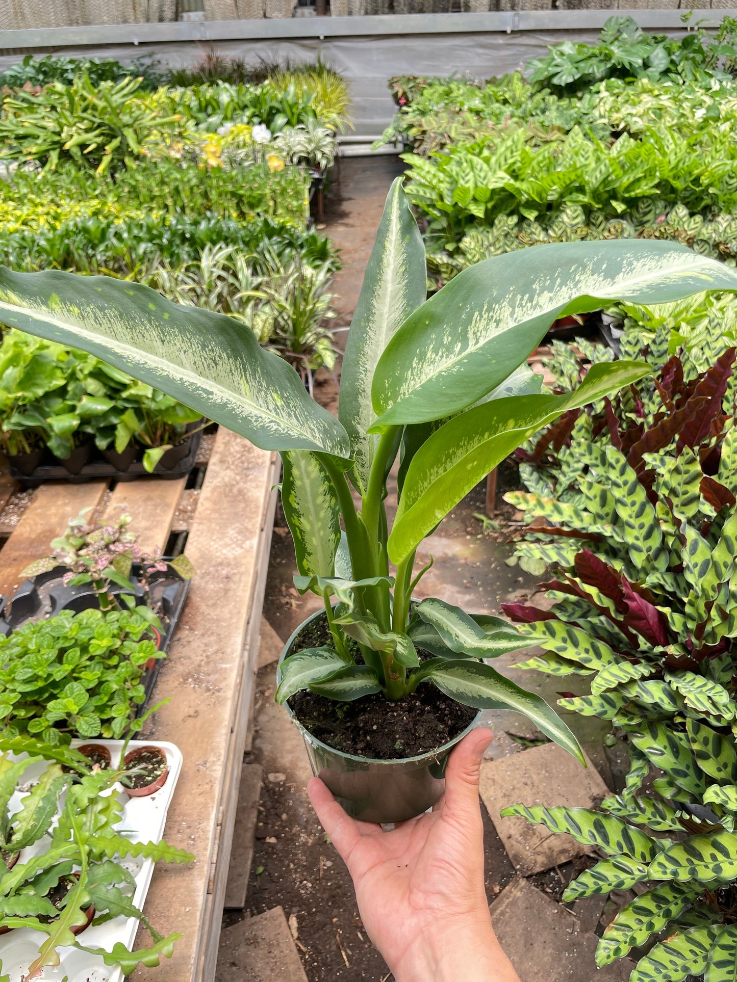 Hand holding a potted plant in a garden setting with various plants and a wooden bench.