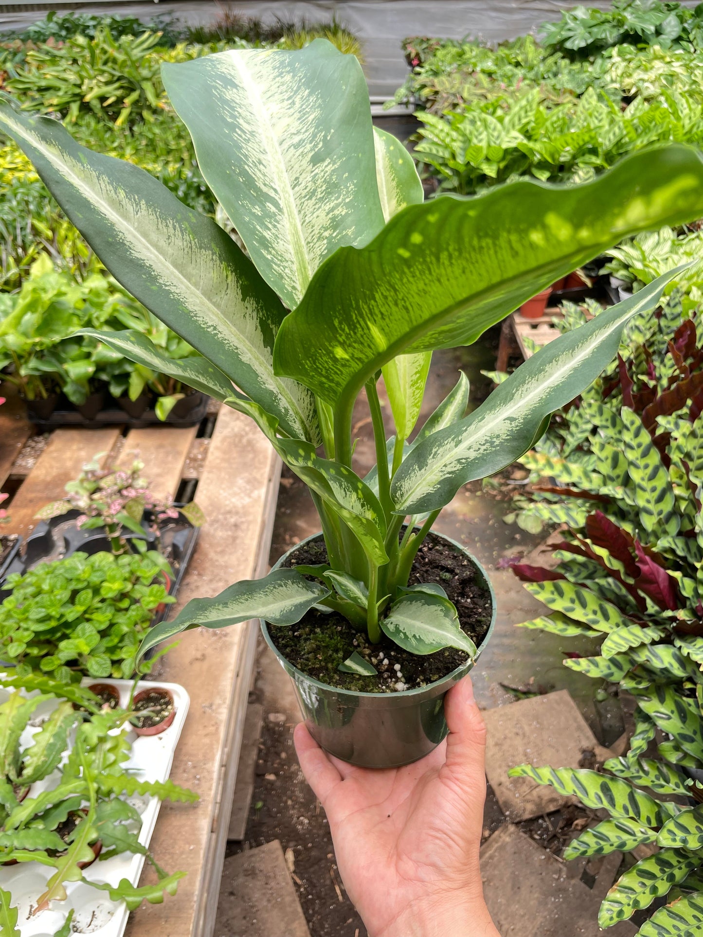 Potted plant held in a hand with a garden background