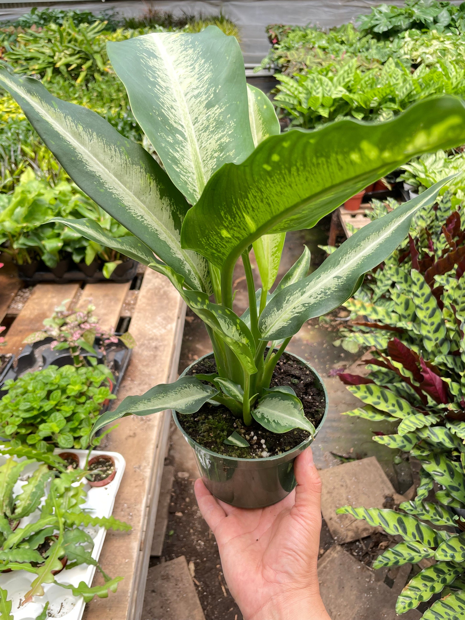 Potted plant held in a hand with a garden background