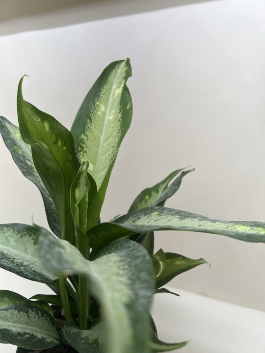 Green potted plant with a white background