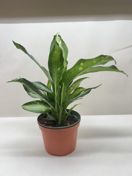 Potted plant with green leaves on a white surface