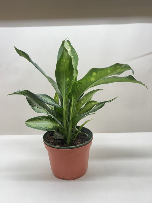 Potted plant with green leaves on a white surface