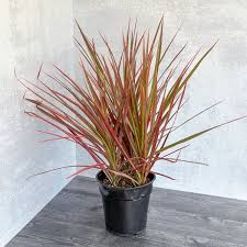 Dracaena 'Colorama'