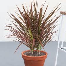 Dracaena 'Colorama'