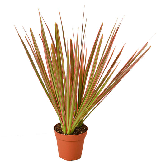 Potted dracaena colorama tropical plant with multicolored long sharpe looking pointed leaves in a brown pot.