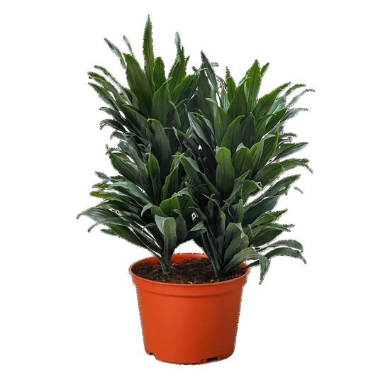Potted dracaena janet craig houseplant with compact green pointy leaves in a brown pot on a white background.