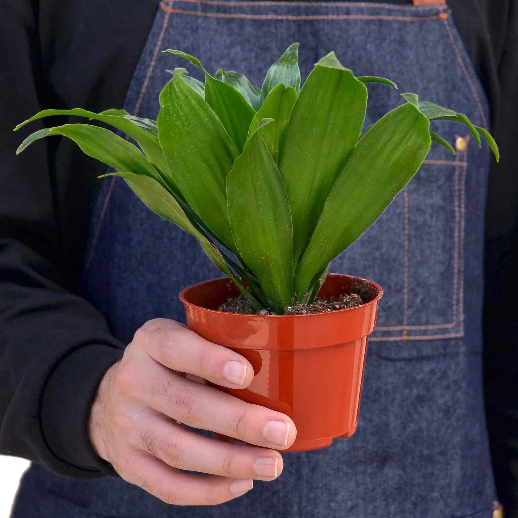 Person holding a potted plant with a blue apron