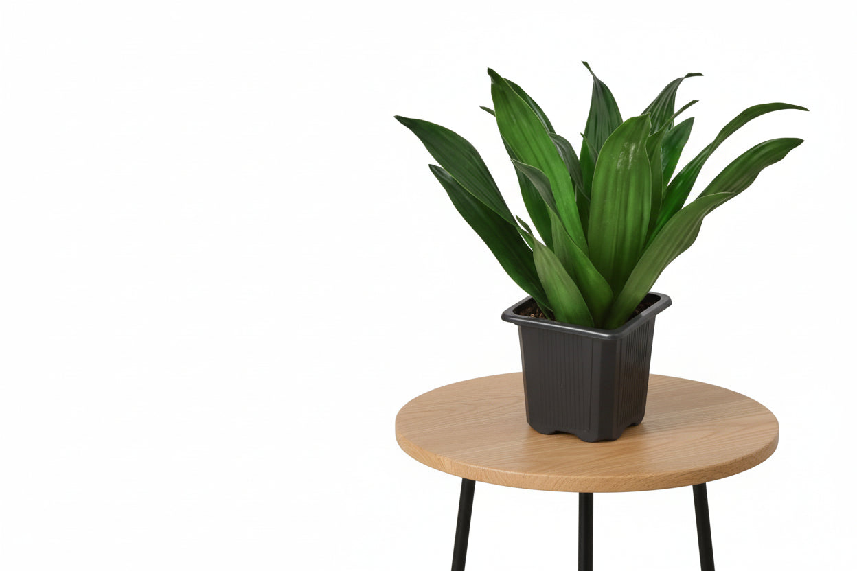 Potted plant with green leaves on a white background