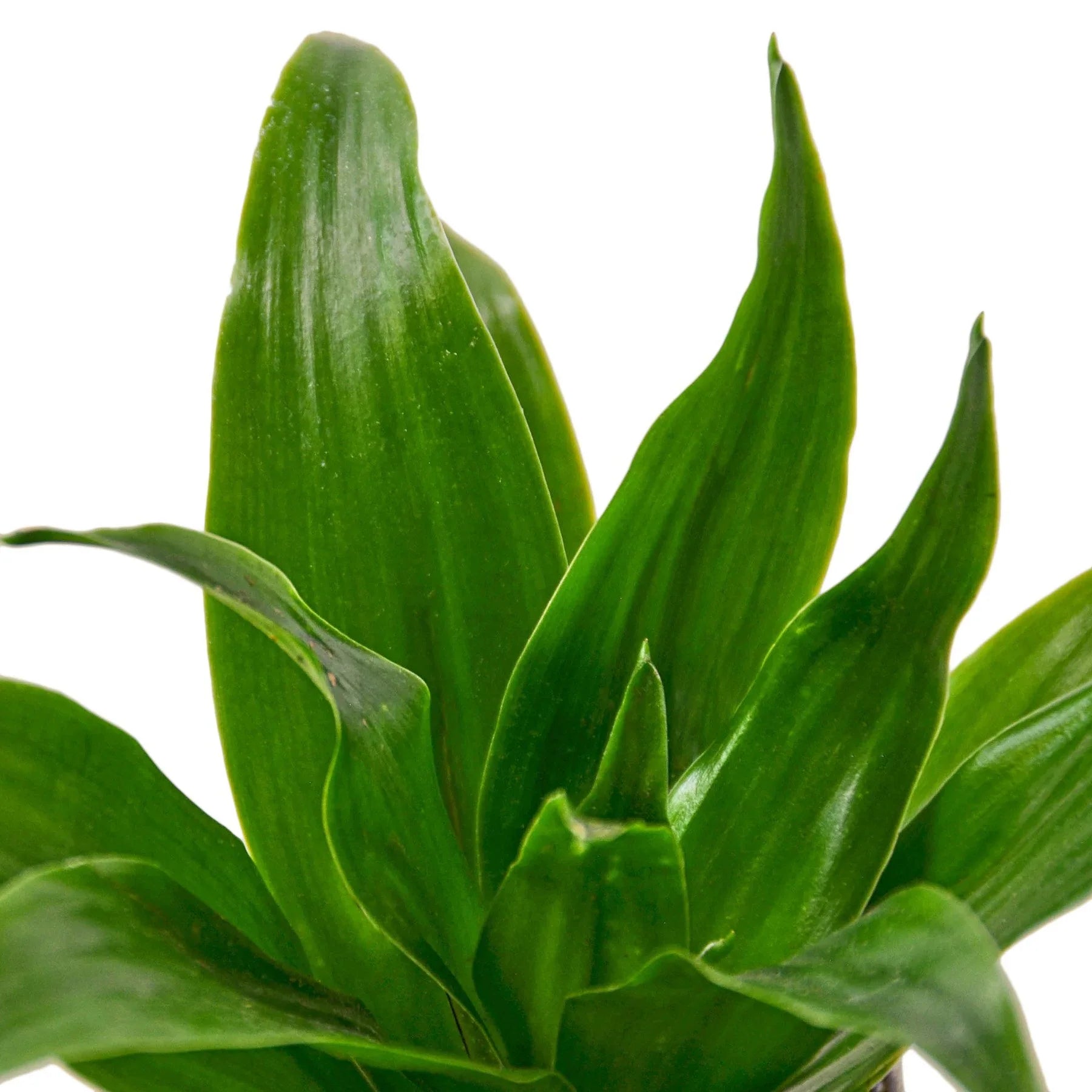 Close-up of a green leafy plant on a white background