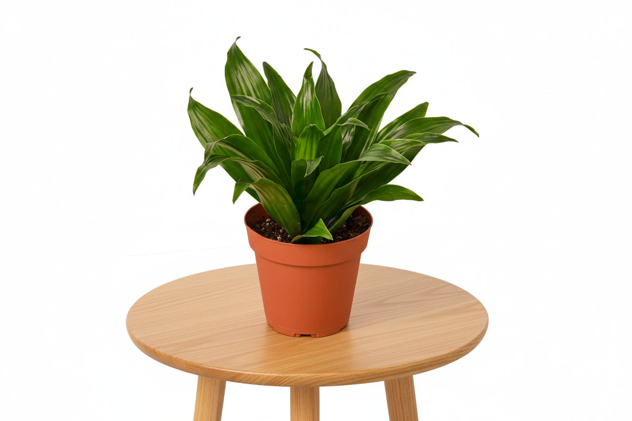 Potted plant with green leaves in an orange pot on a white background