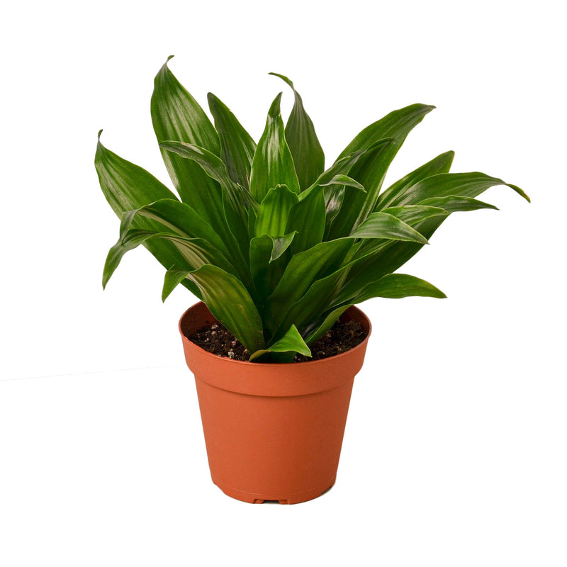 Potted dracaena janet craig plant with green compact upright leaves in an orange pot on a white background.