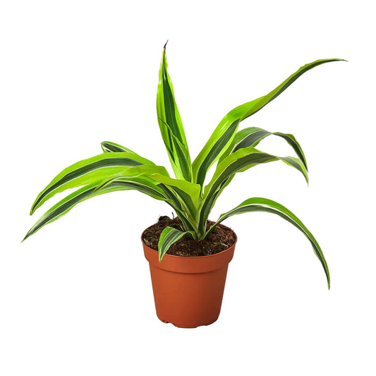 A potted variegated Dracaena lemon lime plant with bright green and dark green striped leaves, in a terracotta-colored plastic pot, set against a plain white background.