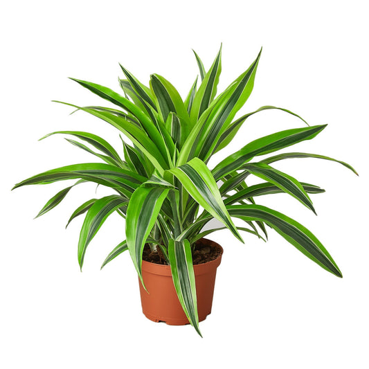 dracaena lemon lime houseplant with green leaves dark green stripes on a white background.