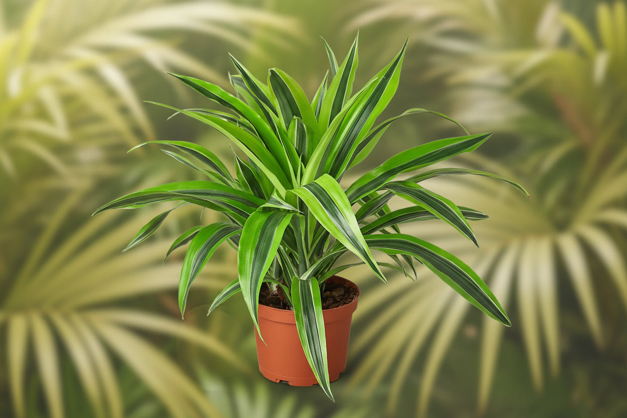 Potted green plant with variegated leaves on a white background
