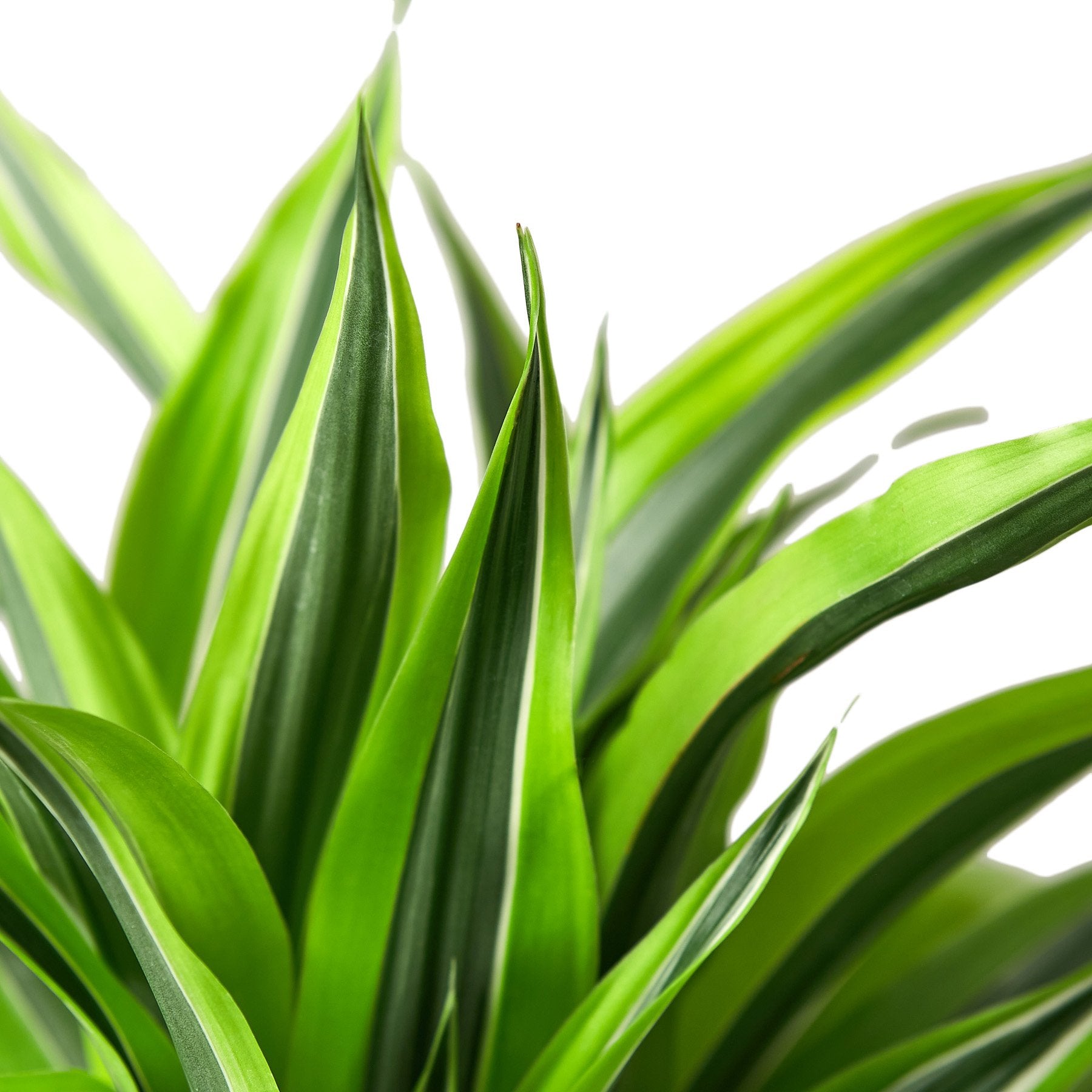 Close-up of green leaves with a white background