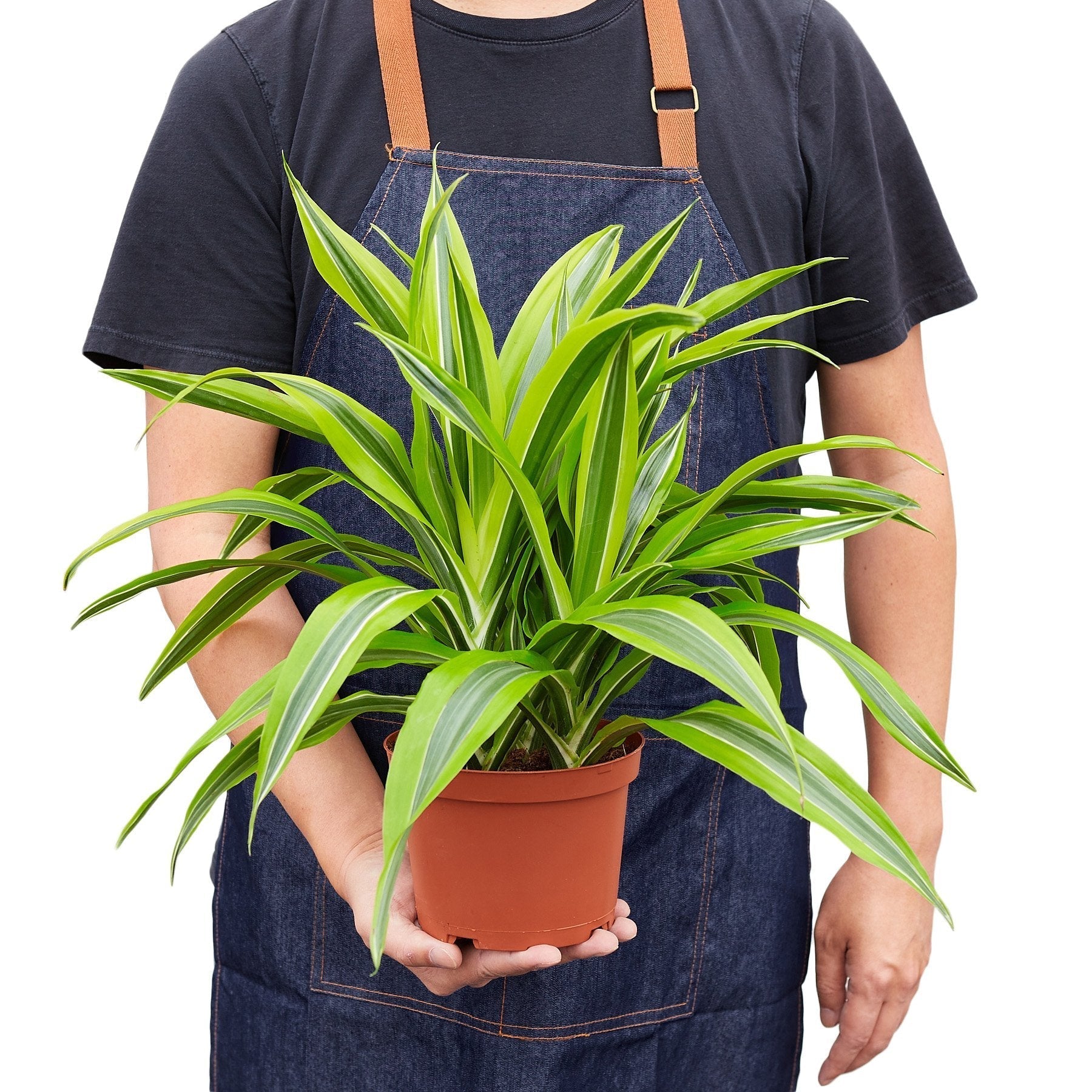 Person holding a potted plant wearing a denim apron on a white background