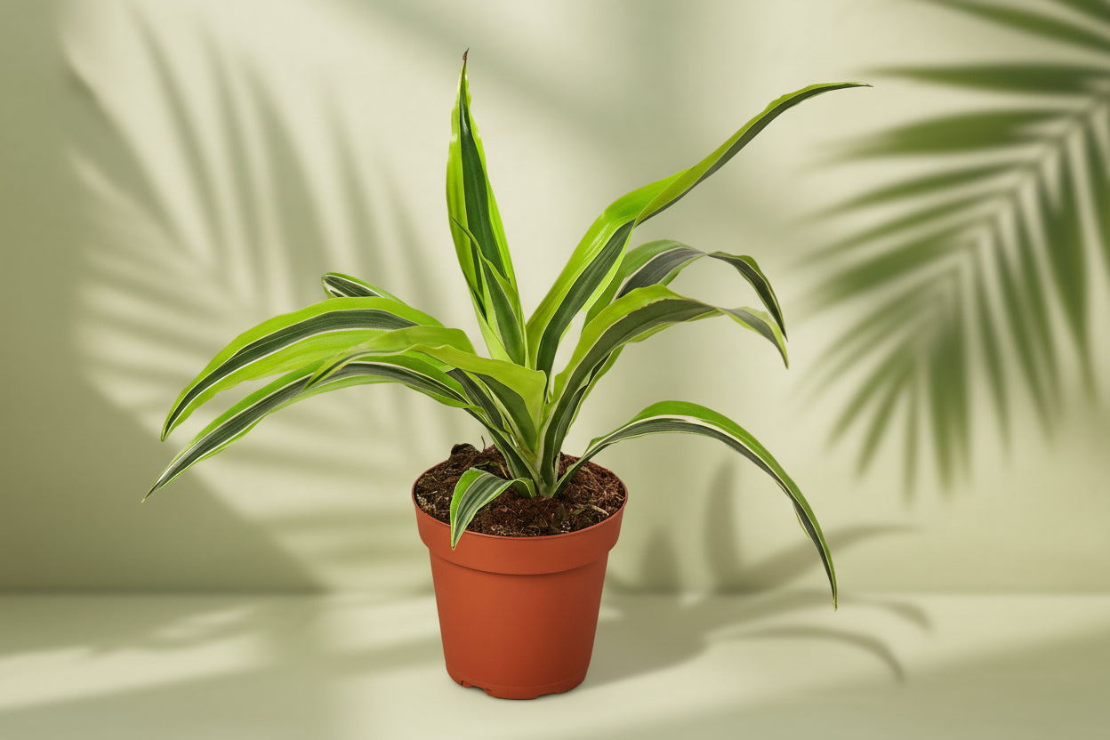 Potted plant with green leaves on a white background