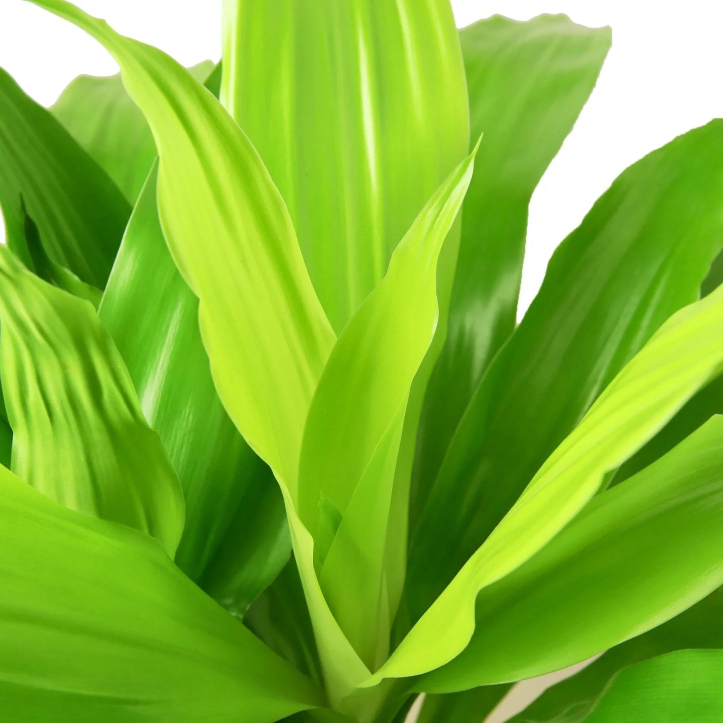Close-up of a green leafy plant with a white background
