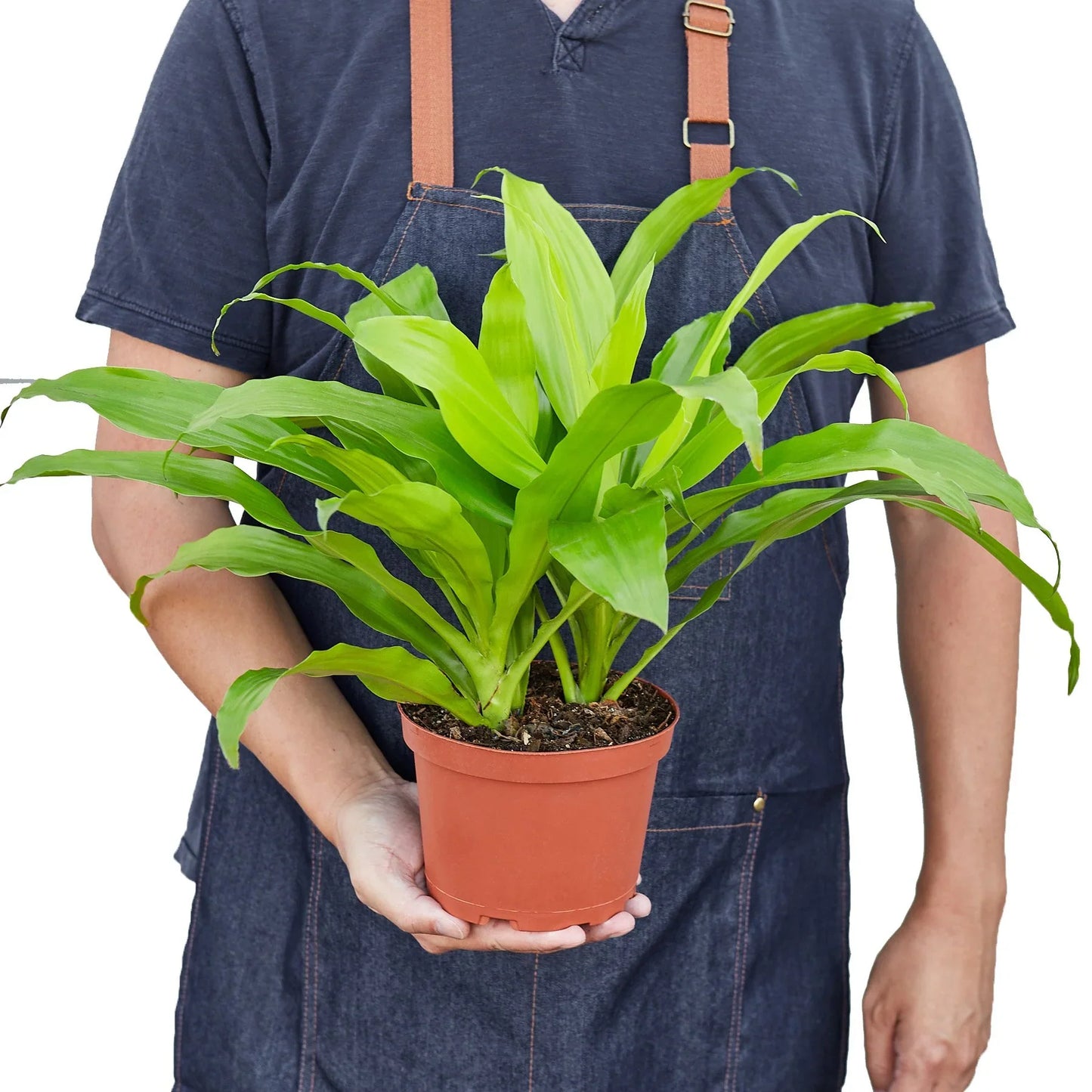 Person holding a potted plant with a plain background