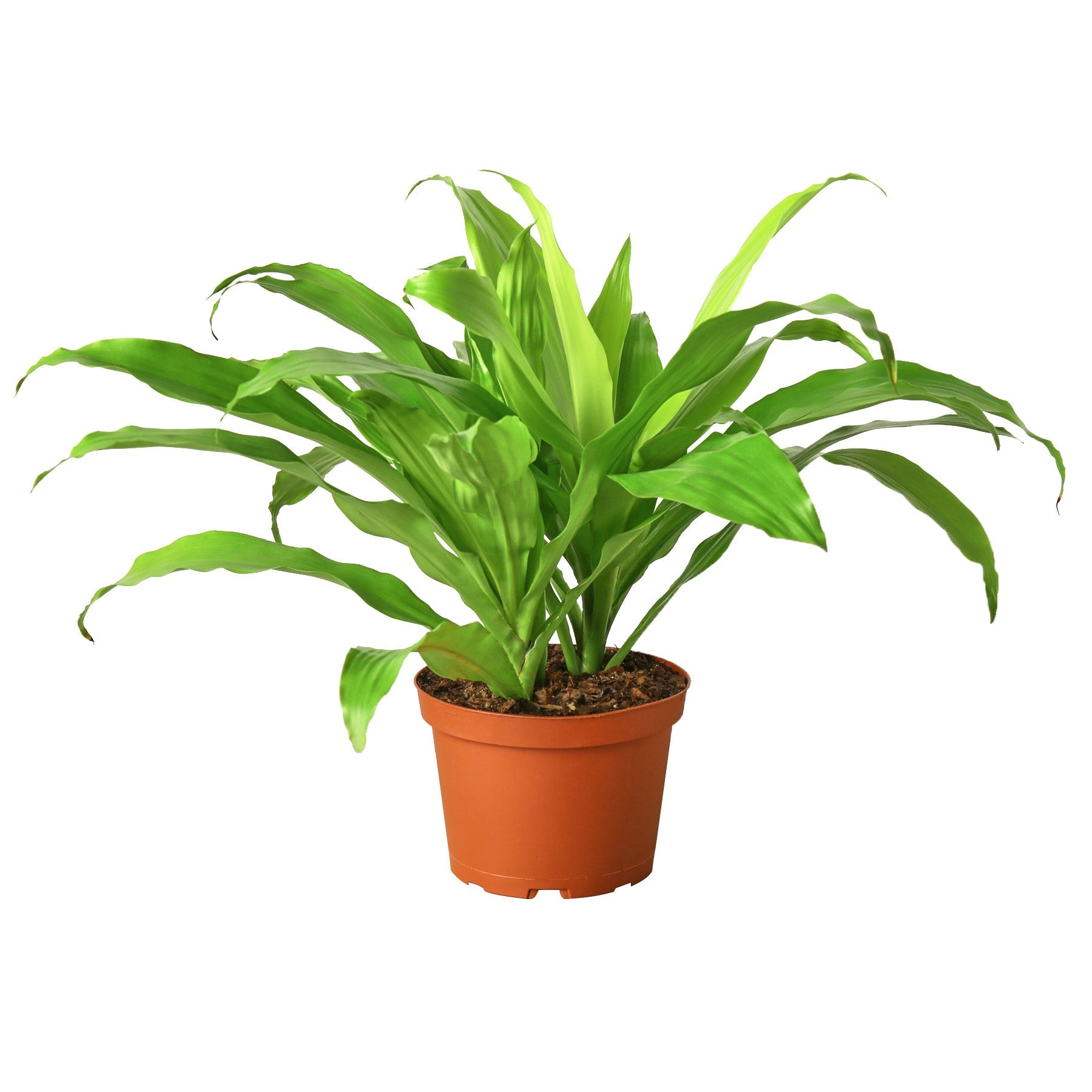 Potted plant with green leaves on a white background