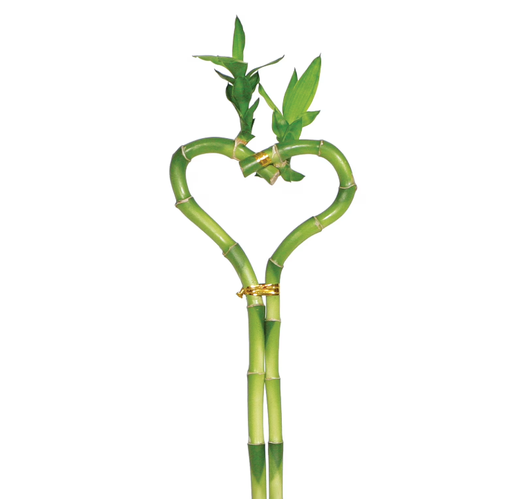 Bamboo plant with a heart shape on a white background