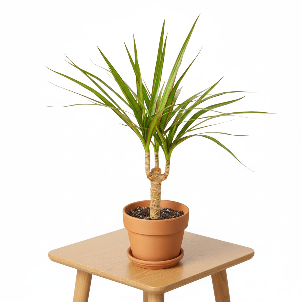 Dracaena Marginata Cane