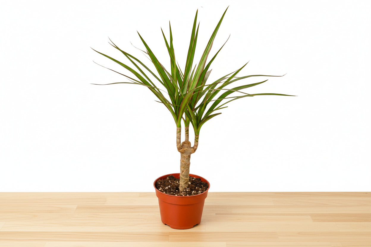 Potted plant with green leaves in a brown pot on a white background
