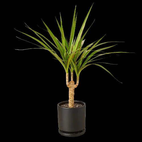 Potted plant with long green leaves on a white background