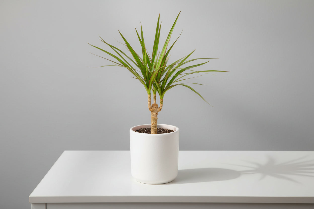 Dracaena Marginata Cane