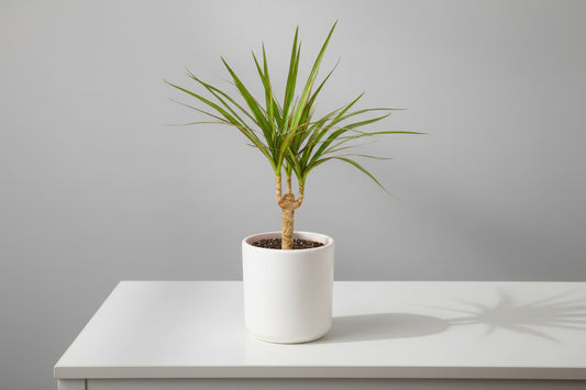 Dracaena Marginata Cane