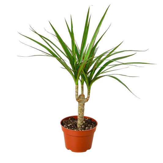 Dracaena Marginata Dragon Tree in a nursery pot with slender trunk and narrow green leaves edged in red