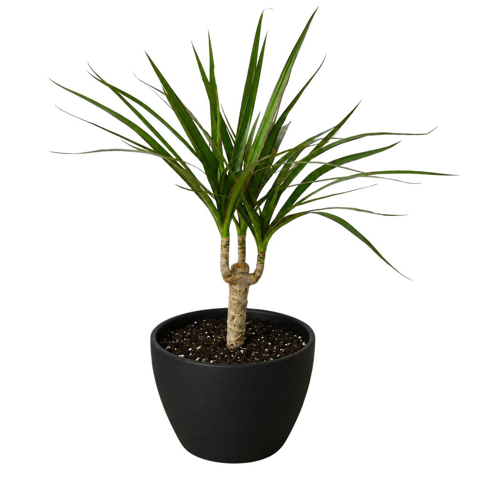 Dracaena 'Marginata Cane' | Buy Low Light Tolerate Plants Online – Izzy ...