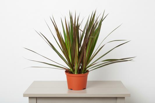 Potted plant with long green and brown leaves on a white background