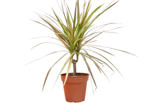 Potted Dracaena 'Red Margined' plant with long, thin leaves in a brown pot on a white surface with white background.