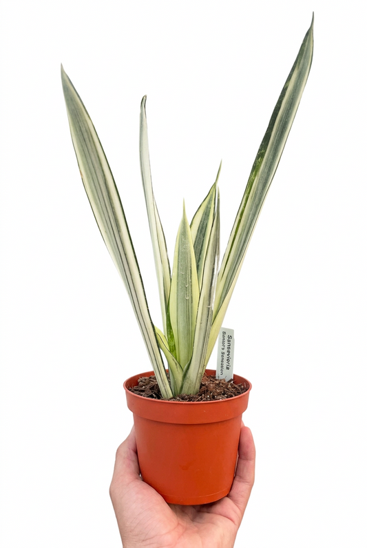 Hand holding a dracaena snake plant bantels plant with green cylinder striped leaves in a brown pot.