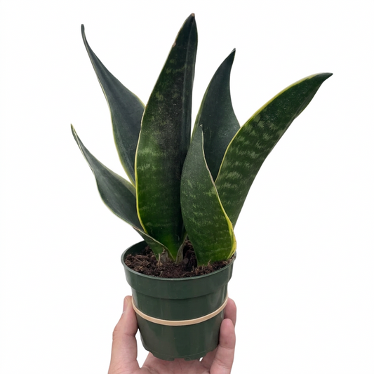 Potted dracaena snake plant fabi with green cylinder type leaves with yellow edges in a green pot held by a hand against a white background.