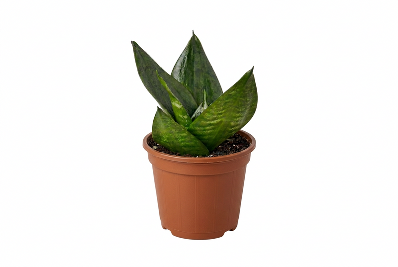A small potted dracaena snake ‘jade’ plant in a brown colored plastic pot, photographed against a solid white background.