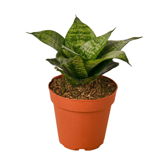 Potted dracaena snake plant black robusta with dark green pattered sword shaped waxy leaves in a brown pot.