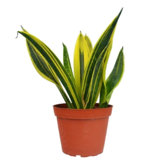 Dracaena Snake Plant 'Gold Flame' in a brown pot, featuring dark green leaves with bright yellow margins.