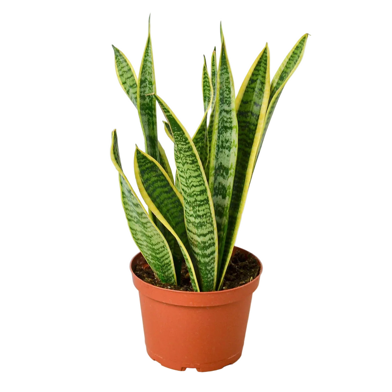 A potted easy care drought tolerant Snake Plant ‘Laurentii’ in a brown pot, featuring dark green leaves with yellow.