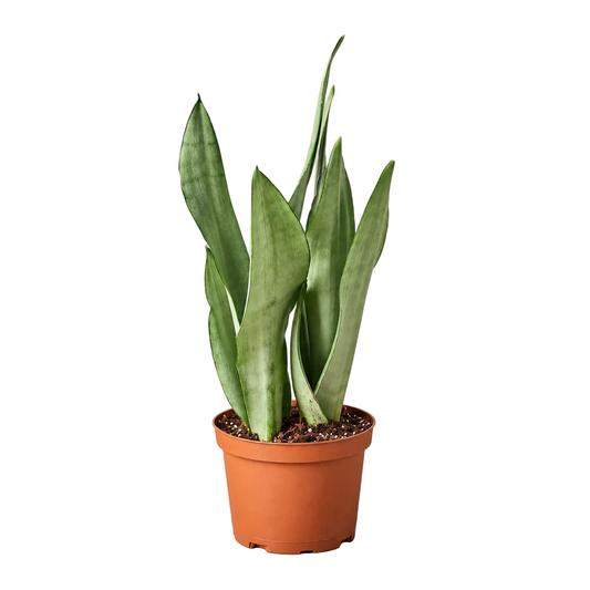 A potted dracaena snake plant ‘moonshine’ with upright green leaves in a small brown colored plastic pot.