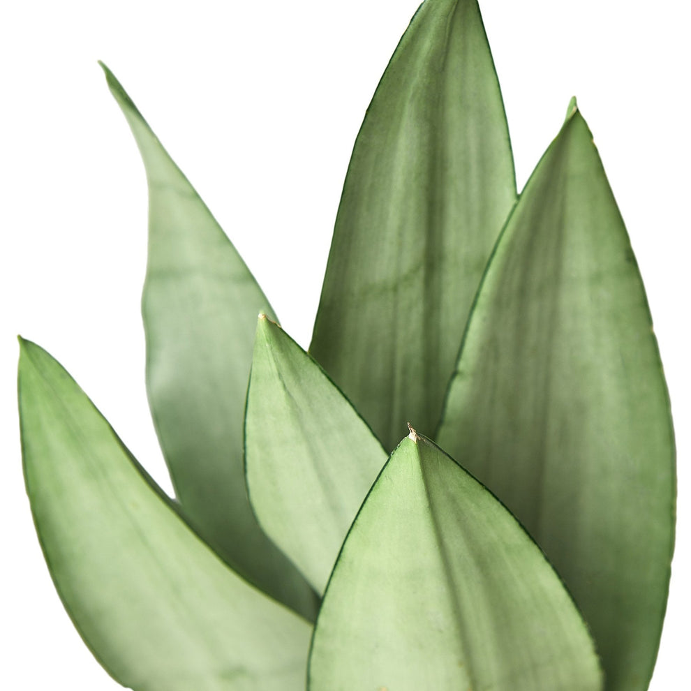 Snake Plant ‘Moonshine’ | Silver Dracaena Trifasciata- Air Purifying ...