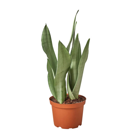 Dracaena snake plant moonshine with washed green cylinder shaped  leaves in a brown pot.