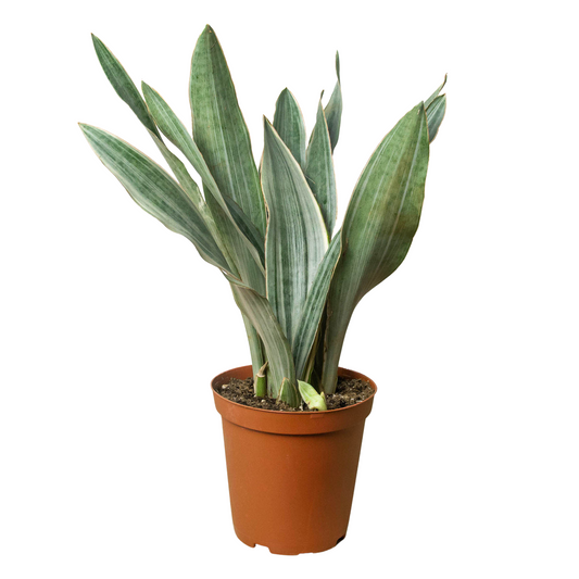 Dracaena Snake Plant 'Sayuri' with tall, variegated green and silver-striped leaves in a brown pot.