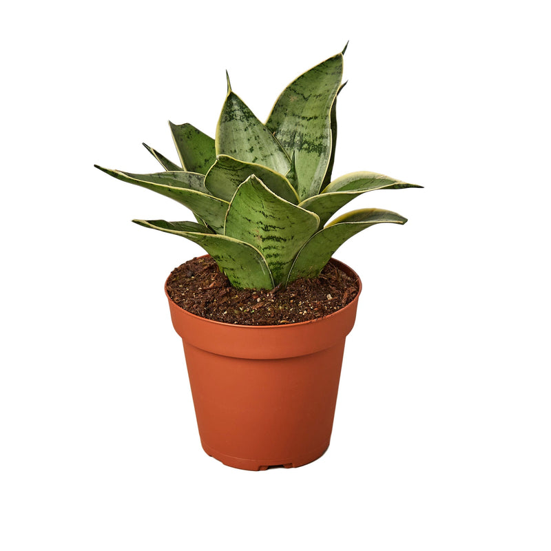Potted dracaena snake plant ‘star light’ with green sword shaped leaves with yellow edges in a brown pot.